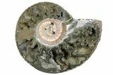 One Side Polished, Pyritized Fossil, Ammonite - Russia #174986-1